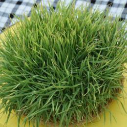 image photo_2017-04-05_23-45-01-jpg